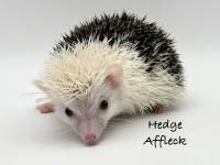 photo of hedgehog Hedge Affleck, for sale