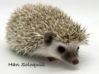 photo of hedgehog Han Soloquill, for sale