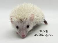 photo of hedgehog Henry Quillington, for sale