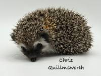 photo of hedgehog Chris Quillmsworth, for sale