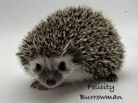photo of hedgehog Felicity Burrowman, for sale