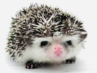 hedgehog photo