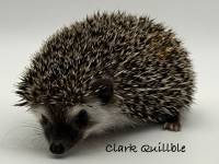 photo of hedgehog Clark Quillble, for sale