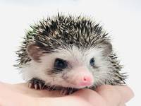 hedgehog photo