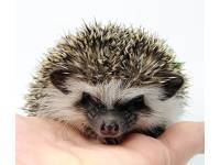 hedgehog photo