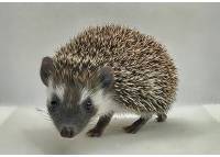 hedgehog photo