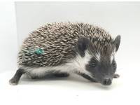 hedgehog photo