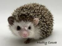 photo of hedgehog Nutty Cocoa, for sale