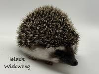 photo of hedgehog Black Widowhog, for sale