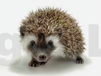 photo of hedgehog Baxtor, for sale