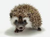 hedgehog photo