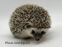 photo of hedgehog Finn Wolfquill, for sale