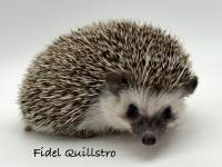 photo of hedgehog Fidel Quillstro, for sale