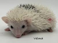 photo of hedgehog Velma, for sale