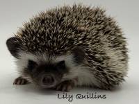 photo of hedgehog Lily Quillins, for sale