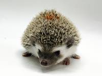 hedgehog photo