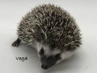 photo of hedgehog Vega, for sale