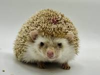 hedgehog photo