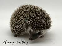 photo of hedgehog Ginny Huffley, for sale