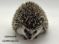 photo of hedgehog Gamora Greenquill, for sale