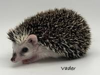 photo of hedgehog Vader, for sale