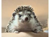 hedgehog photo