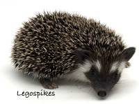 photo of hedgehog Legospikes, for sale