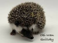 photo of hedgehog Obi-Wan Quillobi, for sale