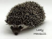 photo of hedgehog Lady MacQuill, for sale