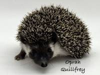 photo of hedgehog Oprah Quillfrey, for sale