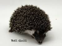 photo of hedgehog Bell Quill, for sale