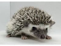 hedgehog photo