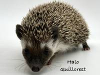 photo of hedgehog Halo Quillcrest, for sale