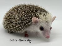 photo of hedgehog Mace Quindy, for sale