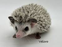 photo of hedgehog Velcro, for sale