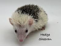photo of hedgehog Hedge Sheeran, for sale