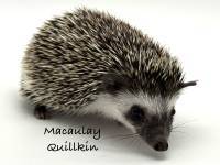 photo of hedgehog Macaulay Quillkin, for sale