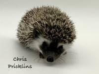 photo of hedgehog Chris Pricklins, for sale