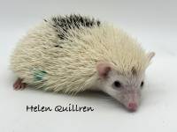photo of hedgehog Helen Quillren, for sale