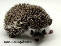 photo of hedgehog Candice Spiketon, for sale