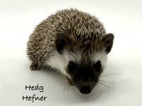 photo of hedgehog Hedg Hefner, for sale