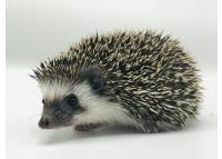 hedgehog photo