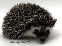 photo of hedgehog Bruno Quars, for sale
