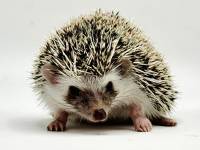 photo of hedgehog for sale