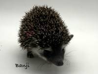 photo of hedgehog Banji, for sale