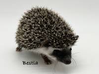 photo of hedgehog Bestla, for sale