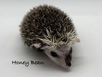 photo of hedgehog Honey Bean, for sale