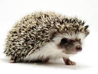 hedgehog photo