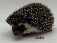 photo of hedgehog Bikita, for sale