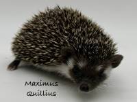 photo of hedgehog Maximus Quillius, for sale